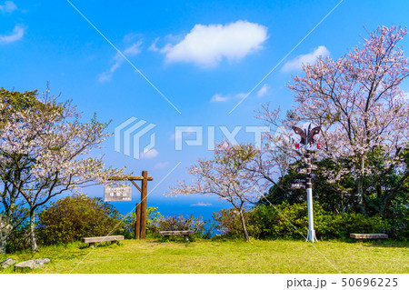 権現山展望公園の桜　【長崎市】 50696225