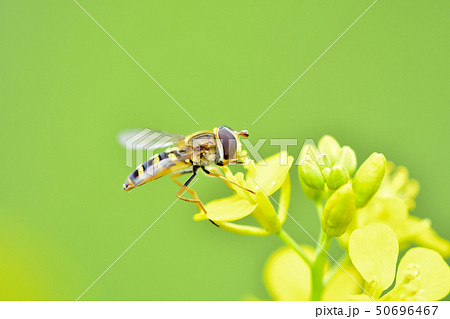 フタホシヒラタアブ 50696467