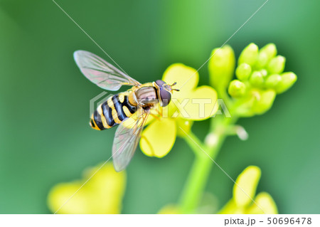 フタホシヒラタアブ 50696478