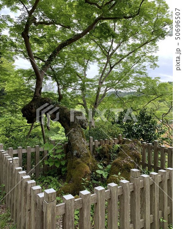 延命寺　新緑の「夕照もみじ」（大阪府河内長野市） 50696507