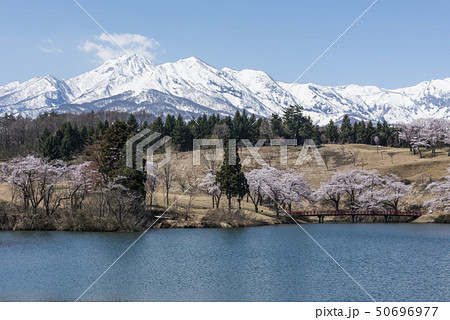 妙高山と桜 50696977