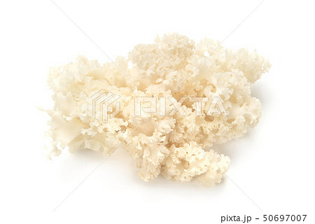 はなびらたけ 50697007