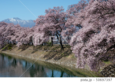 六道の堤に咲く桜の写真素材