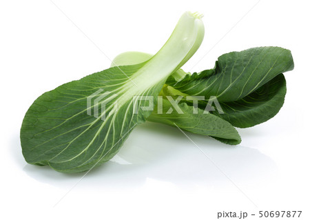 Bok Choy or Chinese cabbage isolated Bok Choy or Chinese cabbage isolated 50697877