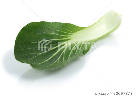 Bok Choy or Chinese cabbage isolated Bok Choy or Chinese cabbage isolated 50697878