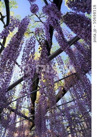 あしかがフラワーパークの藤の花 50698516