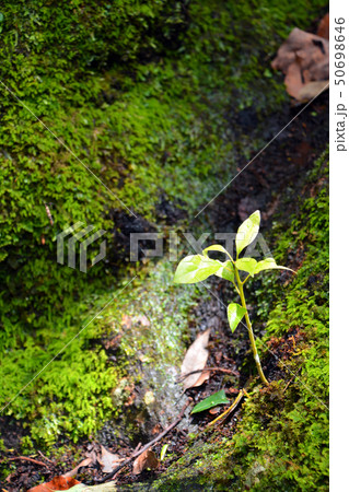 伊勢神宮の大杉の新芽 50698646