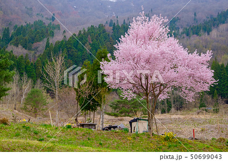 奥飛騨・割石温泉の桜 奥飛騨・割石温泉の桜 50699043