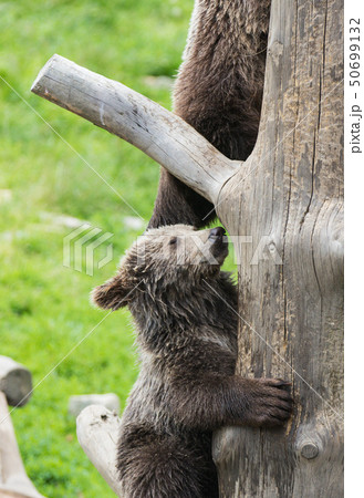Cute family of brown bear mother bear and its baby cub playing on a tree trunk climbing and biting 50699132