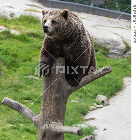 Closeup portrait of huge adult brown bear climbing on the tree trunk. Ursus arctos beringianus 50699336