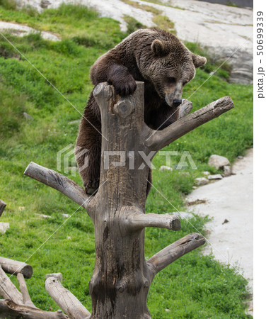 Closeup portrait of huge adult brown bear climbing on the tree trunk. Ursus arctos beringianus Closeup portrait of huge adult brown bear climbing on the tree trunk. Ursus arctos beringianus 50699339