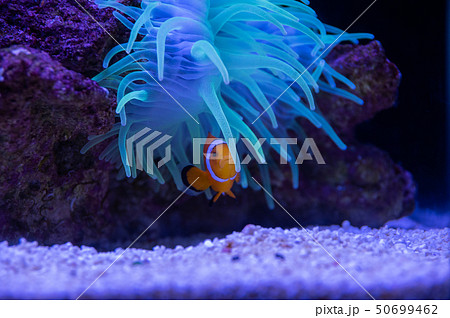 イソギンチャクとクマノミ 50699462