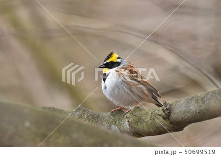 ミヤマホオジロ 50699519