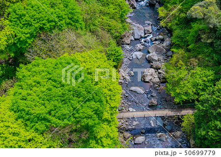 静岡県富士市　須津川渓谷の大棚の滝　新緑　春 50699779