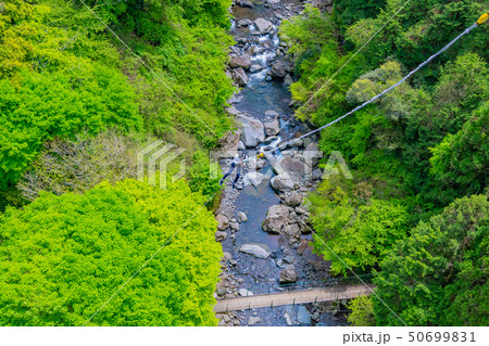 静岡県富士市　須津川渓谷のバンジージャンプ　春　新緑 50699831