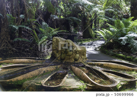 Nature in Dandenong mountain Melbourne 50699966