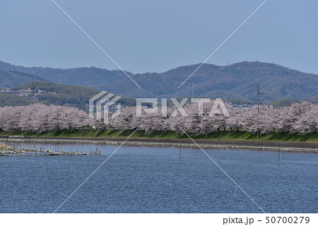 花盛りの堰堤 岡山県岡山市 花盛りの堰堤 岡山県岡山市 50700279
