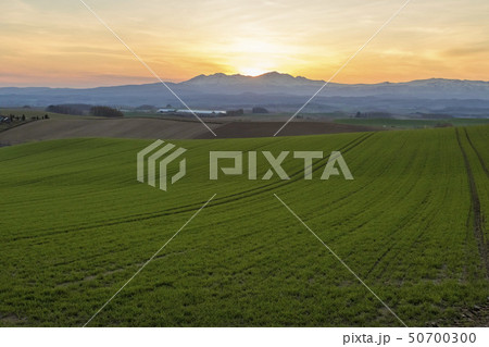 北海道美瑛　早朝の丘と朝焼け 50700300