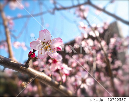 アーモンドの花 50700587