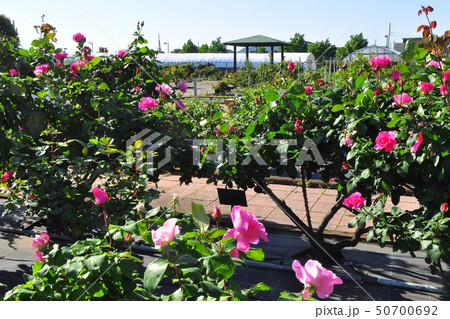 日本大学生物資源科学部のバラ園 50700692