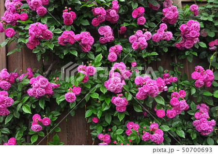 壁紙素材 濃いピンク色のバラの花と板塀 壁紙素材 濃いピンク色のバラの花と板塀 50700693