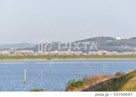 ソメイヨシノ咲く百間川の朝　岡山県岡山市 50700697