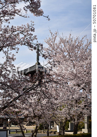 【中国三十三観音霊場】第二番　餘慶寺境内の花盛りのソメイヨシノと三重塔　岡山県瀬戸内市 50701081