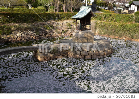 【中国三十三観音霊場】第二番　餘慶寺境内のソメイヨシノの花びらでいっぱいの弁天池　岡山県瀬戸内市 50701083