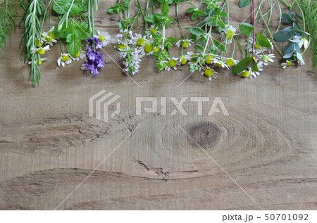 香りの植物 香りの植物 50701092