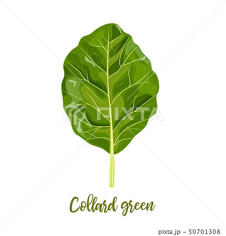 Collard greens leaves. Collards, Brassica oleracea 50701308