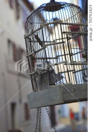 Bird cage 50701625