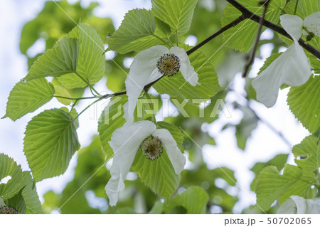 ハンカチの木 ハンカチの木 50702065