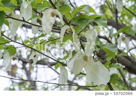 ハンカチの木 50702066