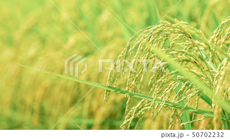 夏の稲 (8月) 夏の稲 (8月) 50702232
