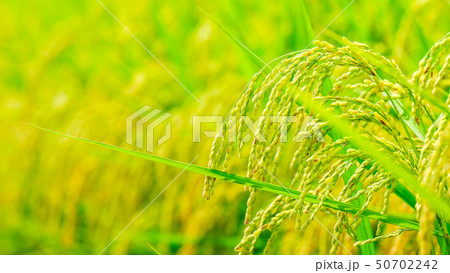 夏の稲 （８月） 50702242