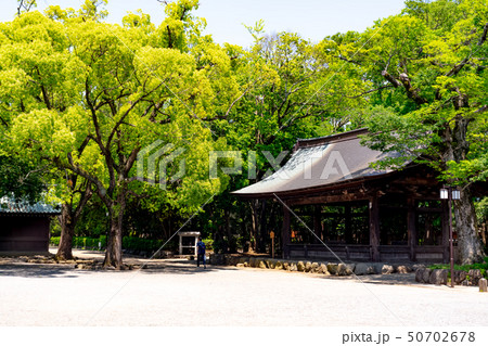 新緑の三嶋大社 50702678