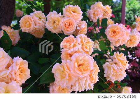 農業公園（兵庫県　尼崎市）に咲くバラの花＜アプリコット・ネクター　アメリカ＞ 50703169