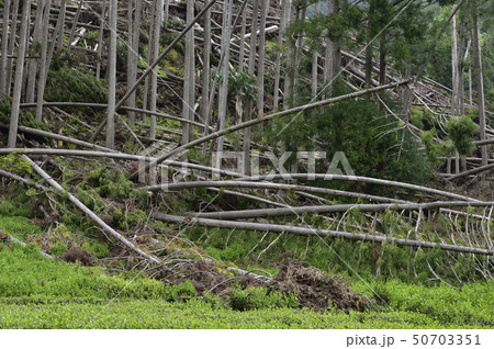【社会問題】森林伐採　土砂崩れ　自然災害 50703351