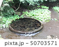 柿田川湧水群［静岡県駿東郡］ 50703571