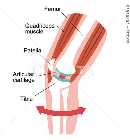 膝の関節痛 変形性膝関節症 発生の仕組みと原因 イラスト 健康な膝 英語 のイラスト素材