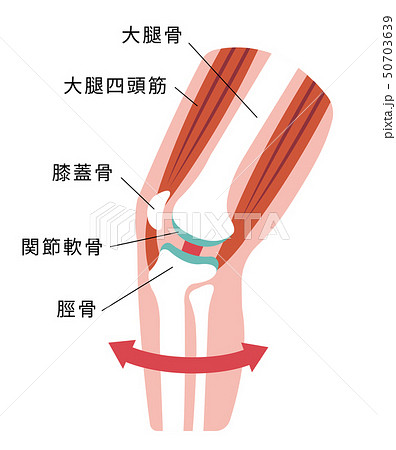 膝の関節痛 変形性膝関節症 発生の仕組みと原因 イラスト 健康な膝のイラスト素材