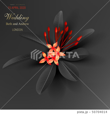Tropical black leaves and exotic red flower Tropical black leaves and exotic red flower 50704014