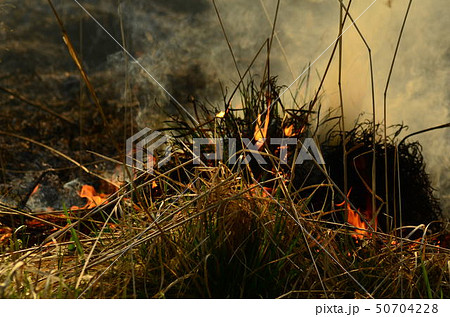 strong smoke from fire of liana overgrowth.  50704228