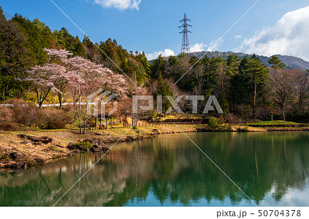 Sakura or Cherry Blossom near pond, Kiso valley Sakura or Cherry Blossom near pond, Kiso valley 50704378
