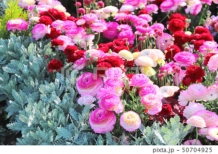 Ranunculus flowers on flower bed 50704925