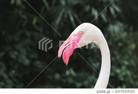 Flamingo bird head focus with deep green Flamingo bird head focus with deep green 50705030