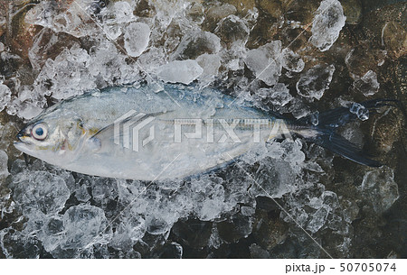 Sea Trevally fish or jack fish. 50705074