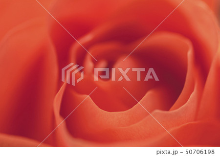 natural floral background scarlet, crimson, purple, rose closeup, blur 50706198