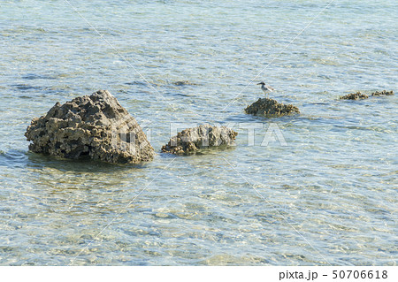 Seagull standing on a stone in the sea 50706618