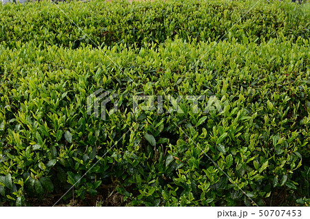 お茶栽培 ・茶畑 お茶栽培 ・茶畑 50707453